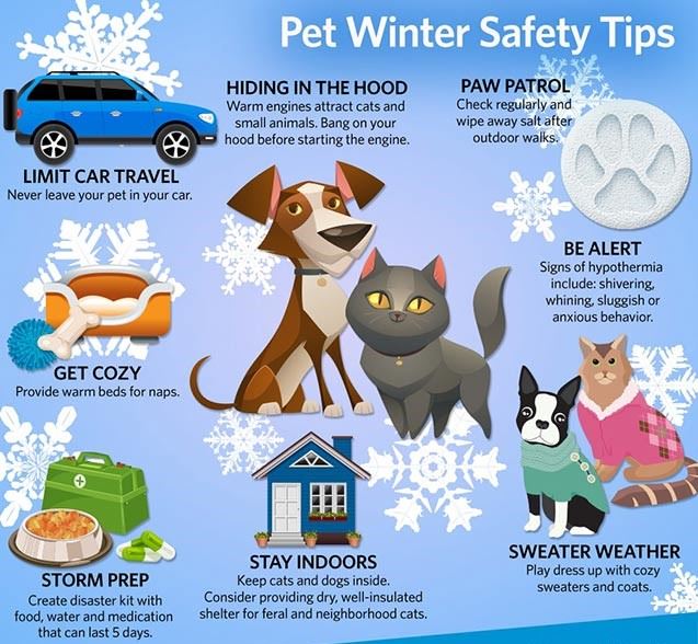 Pet winter tips
